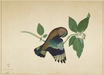 Indian Roller na gałęzi drzewa sandałowego, folio z serii na zlecenie Lady Impey, 1779