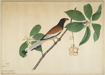 Rufous Treepie and Caterpillar on Branch, folio z serii na zlecenie Lady Impey, 1777