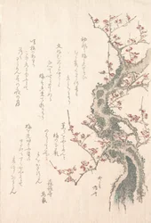 Kolekcja wiosennego deszczu Harusame shu, obj. 1: Śliwka w rozkwicie, ca. 1805-10., ca. 1805-10.