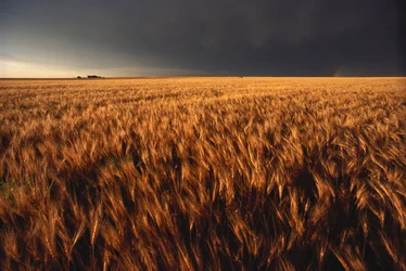 Stany Zjednoczone, Kansas, Letnia burza z piorunami zbliża się do pola pszenicy, 2022 r. (zdjęcie ilustracyjne)