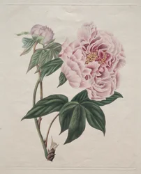 Piwonia chińska (Paeonia suffruticosa)