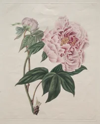 Chińska piwonia drzewna Paeonia suffruticosa, ok. 1930 r. 1820.