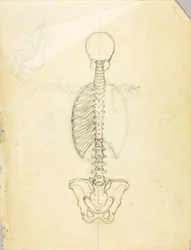 Badanie anatomii
