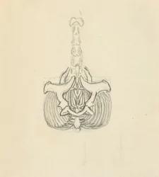 Miednica