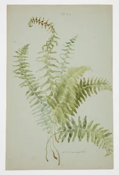 Studium Fern