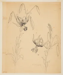 Studium lilii tygrysich