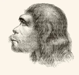 Głowa neandertalczyka, z „Nuestro Siglo”, opublikowana w Barcelonie, 1883 r.