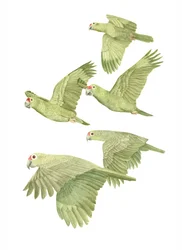 Kostaryka Red Lored Parrots, 2019 (ołówek grafitowy i cyfrowo)