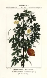 Ogórek afrykański, balsamina Momordica