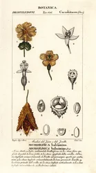 Ogórek afrykański, balsamina Momordica