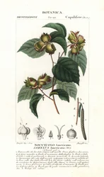 amerykański orzech laskowy, Corylus americana