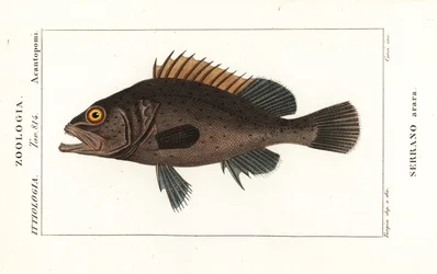 Czarny granik, Mycteroperca bonaci