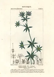 Szaleniec polny , Sherardia arvensis