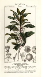 Jesion jagodowy, Elaeocarpus cyaneus