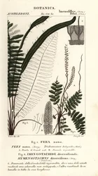 Paproć włosia , Trichomanes botryoides