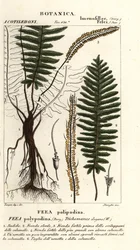 Paproć włosia, Trichomanes elegans