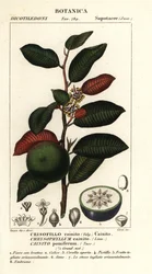Kainit, Chrysophyllum cainit