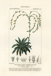 Kanion żyje wiecznie, Dudleya cymosa