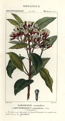 Goździk, Syzygium Aromaticum