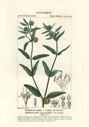 Gruba ostrogowata , Opercularia aspera
