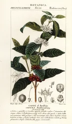 Kawa, Coffea arabica, Caffe d’Arabia