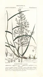 Mięta zwyczajna, Agrostis capillaris