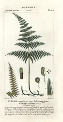 Pospolita orlica lub hamulec, Pteridium aquilinum