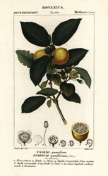 Wspólna guawa, Psidium guajava