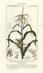 Kukurydza lub kukurydza, Zea mays