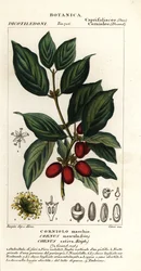 dereń dereń zwyczajny, Cornus mas