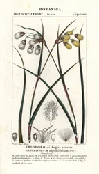 Bawełna zwyczajna lub wełnianka, Eriophorum angustifolium