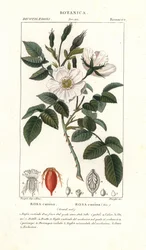 Dzika róża, Rosa canina
