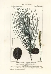 Opadająca szelma, Allocasuarina verticillata