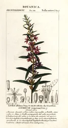 Różdżka europejska , Lythrum virgatum