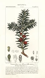 Cis pospolity , Taxus baccata