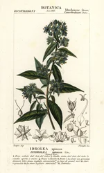 Fałszywy skrzypek , Hydrolea spinosa