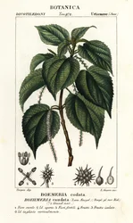 Fałszywa pokrzywa, Boehmeria caudata