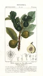 Drzewo figowe i owoce, Ficus carica