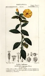 Len francuski, Linum trigynum