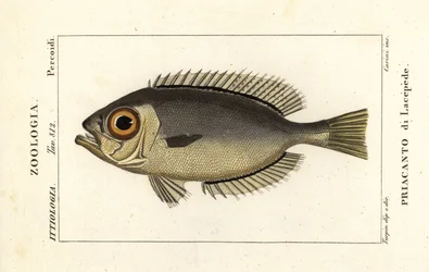 Bigeye Glasseye, Heteropriacanthus cruentatus