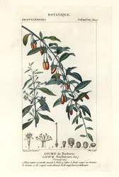 Jagoda Goji, Lycium barrum