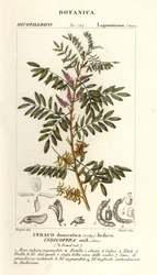 Indygo gwatemalskie, Indigofera suffruticosa