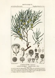 Drzewo gyrostemon ramulosus