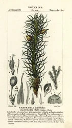 Mech jabłoni Hallera, Bartramia halleriana