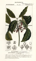 Wrzeciona Hamiltona , Euonymus hamiltonianus