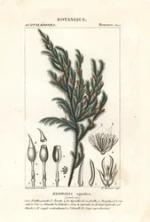 Mech Hedwigia aquatica