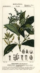 Hedyosmum bonplandianum
