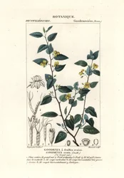 Goodenia chmiel, Goodenia ovata