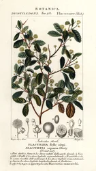 Śliwka indyjska, Flacourtia indica
