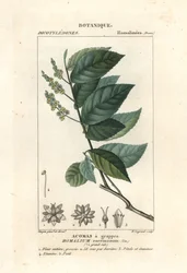 Ironwood, Homalium klasterum
